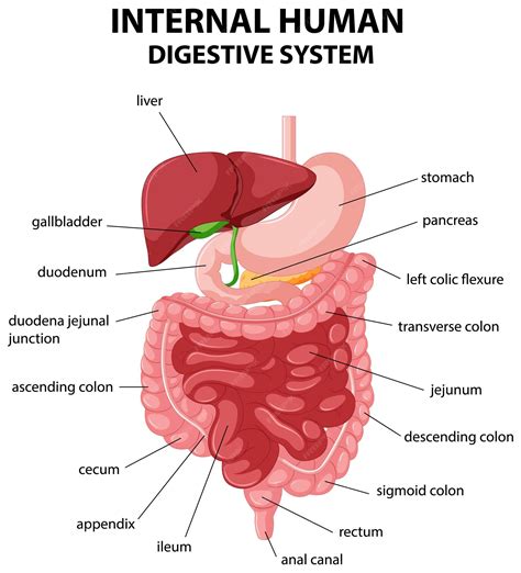 Digestive System Diagram Clipart People