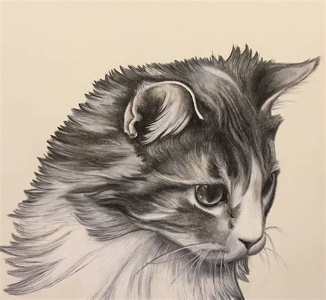 Custom Cat Drawing. Realistic Cat Drawing. Charcoal Drawing. | Etsy