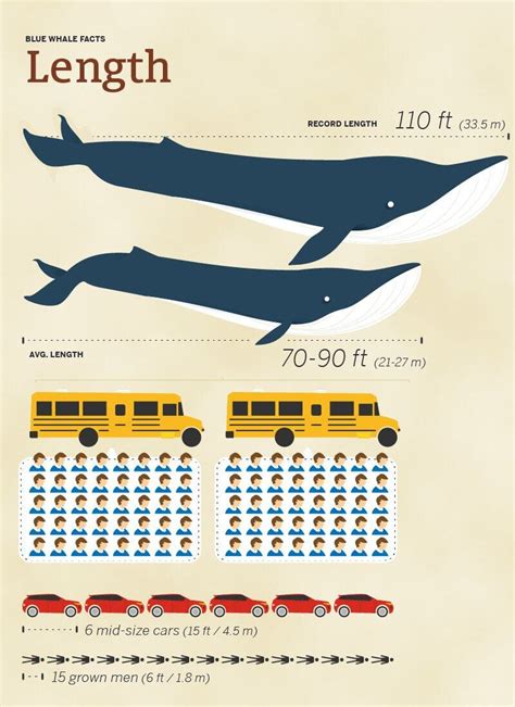 Blue Whale Size Comparison: How Big Are They Compared to Humans?