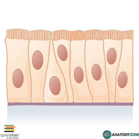 Pseudostratified Columnar Epithelium Drawing