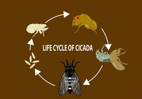 Cicada Life Cycle