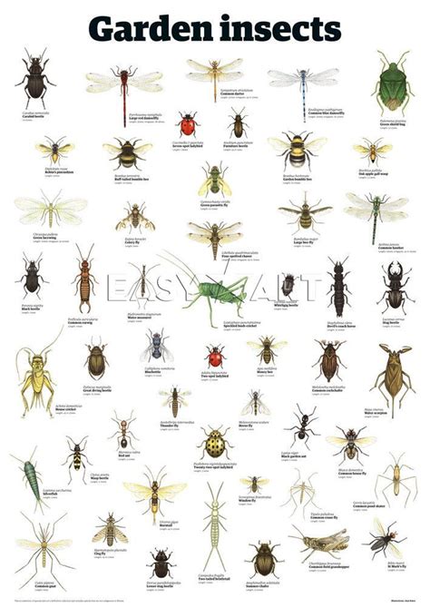 Garden insects Art Print by Guardian Wallchart Easyart.com | Garden ...