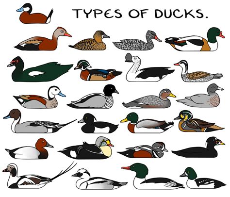 deviantBirds - Can you name all the types of ducks in this... | | Types ...