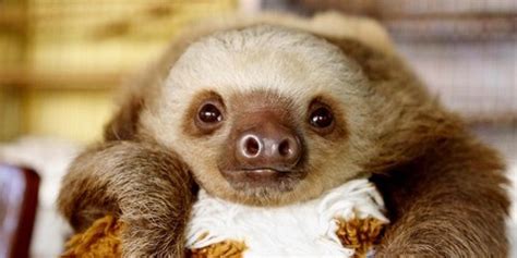 Twerking Baby Sloths (VIDEO) | Lucy Cooke