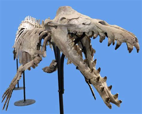 Basilosaurus: A Quick Look At These Carnivorous Whales