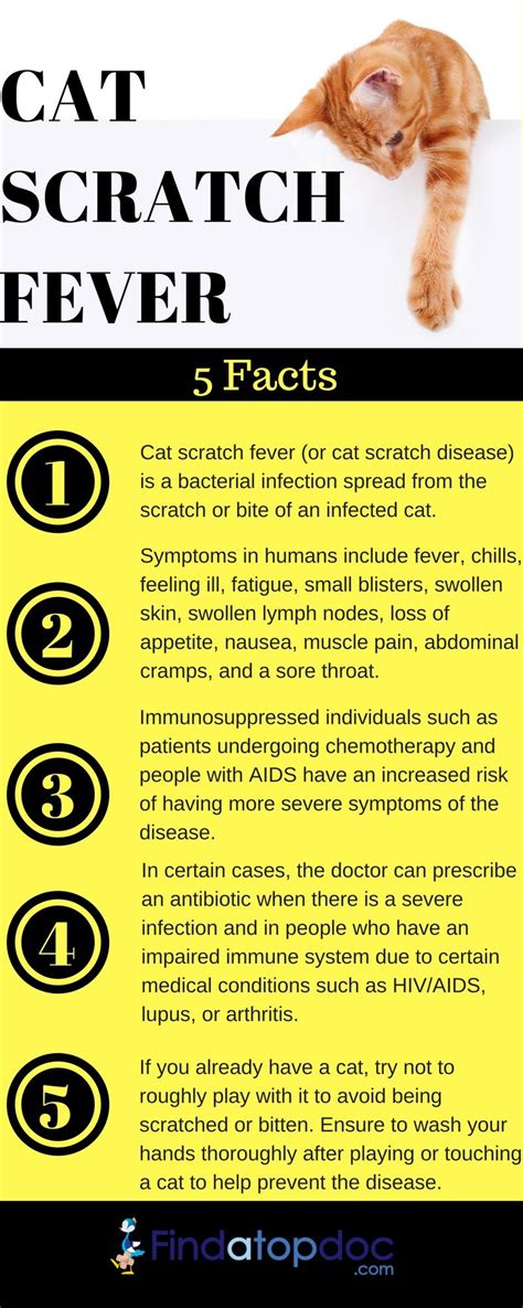 Cat scratch disease (CSD), also known as cat scratch fever or subacute ...