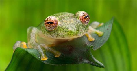 Glass Frog Pictures - AZ Animals