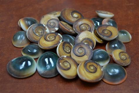 25 PCS RED CAT EYE OPERCULUM SEA SHELL BEACH 1/2" - 1" #7955 | Sea ...