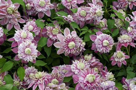 20 Different Types of Clematis (Photos) - Garden Lovers Club