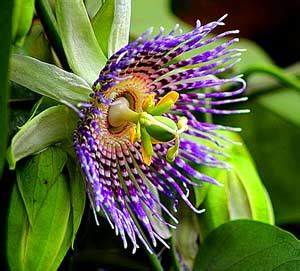 Best 18 Amazon Rainforest Plants & Flowers (Updated) | BioExplorer