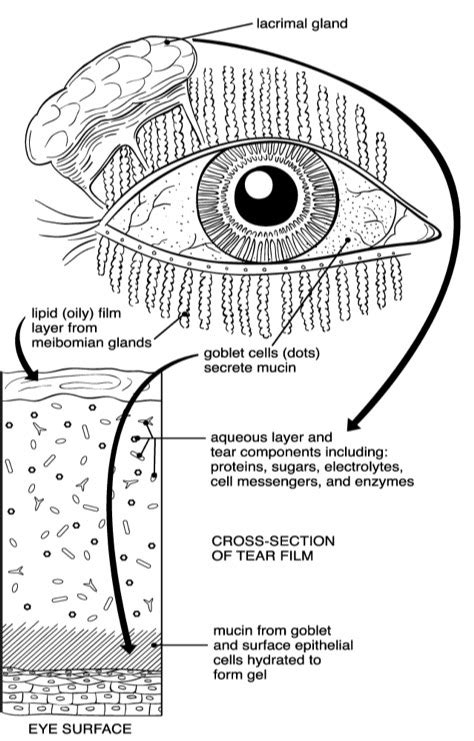 Meibomian Gland Probing: For Patients — MGDinnovations