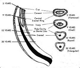 Horse Teeth Age Chart