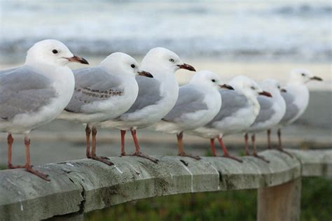 28 Fascinating And Weird Facts About Seagulls - Tons Of Facts