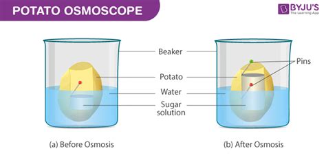 What Is Osmosis Byju\'s - YASWKU