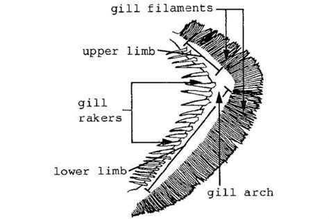 Fish Gill: Types, Structure And Function - Fish Article