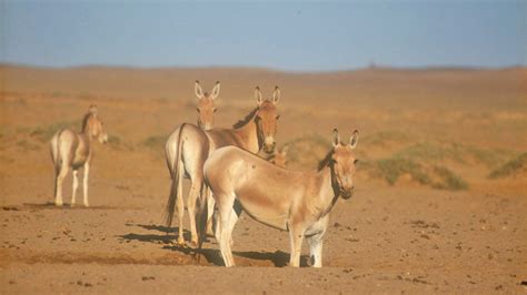 Rare animals in the Gobi desert — Mongolia Tours & Travels 2021/2022