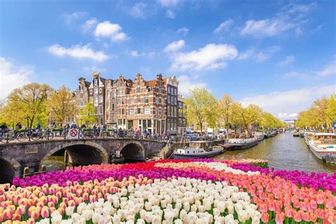 Amsterdam Tulips: How To See These Majestic Blooms Visit Amsterdam ...