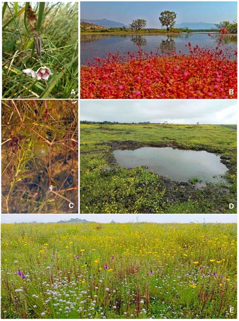 A. Oxystelma esculentum on Typha in riverine marsh; B. Marshy area with ...