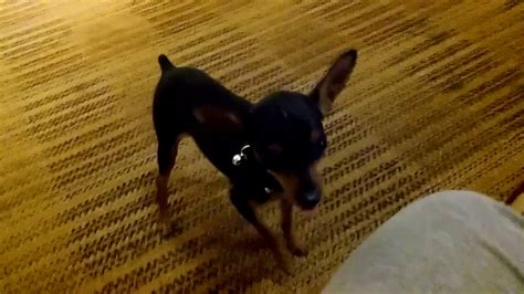 About Teacup Mini Doberman Pinchers (Karma) - YouTube