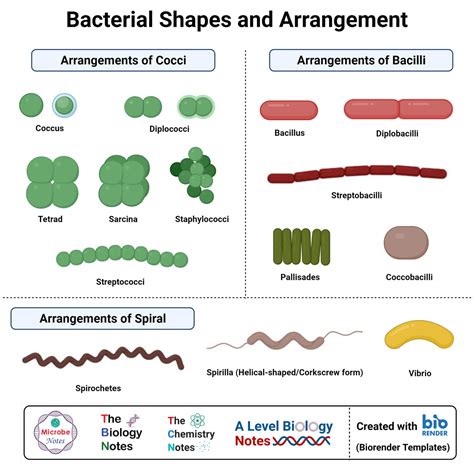 Morphology of Bacteria- Sizes, Shapes, Arrangements, Examples