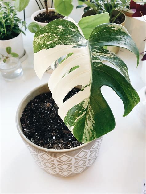 Finally got one of my dream plants! Variegated Monstera Deliciosa. I’m ...