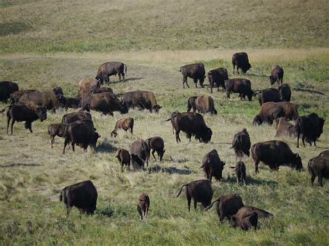 Field Notes: A Bison Herd Without Raging Bulls?