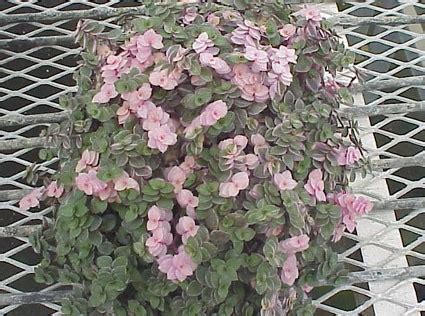 Callisia repens variegata - Glasshouse Works