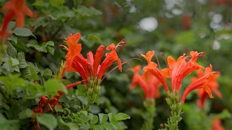 Cape Honeysuckle | San Diego Zoo Animals & Plants