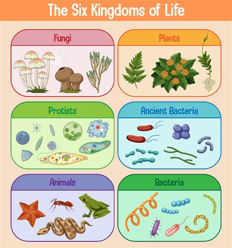 Science poster of six kingdoms of life 2111913 Vector Art at Vecteezy