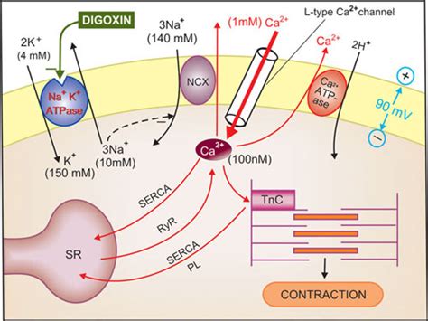 Digitalis Mechanism