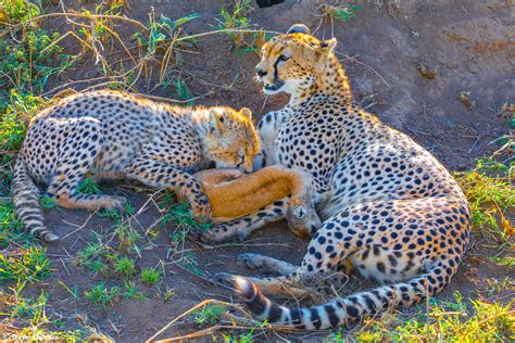 Africa-Cheetah Cub Eating | Serengeti National Park, Tanzania 2021 ...