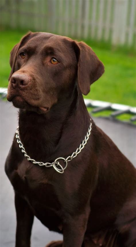 Chocolate Labrador Retriever | Chocolate labrador retriever, Labrador ...