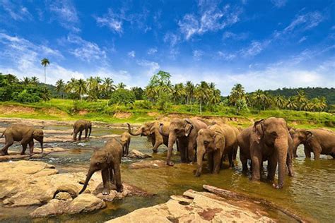 Pelestarian Gajah Di Taman Nasional Way Kambas Bertujuan Untuk