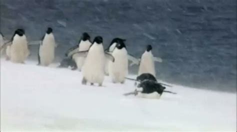 Snow Penguin GIF - Snow Penguin Slide - Discover & Share GIFs