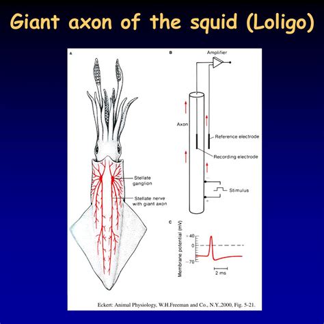 PPT - Resting and action potential PowerPoint Presentation, free ...