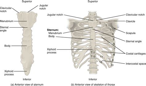 The Thoracic Cage | Anatomy and Physiology I