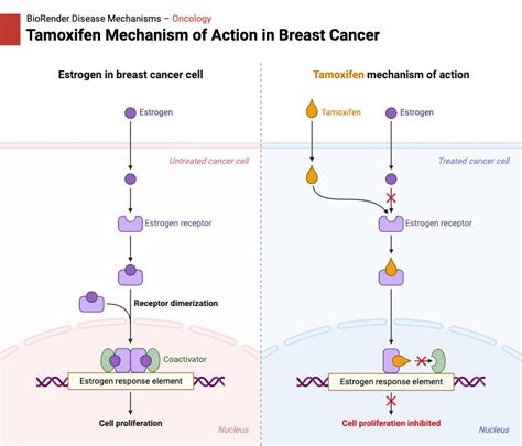 Tamoxifen Mechanism of Action in Breast Cancer | BioRender Science ...