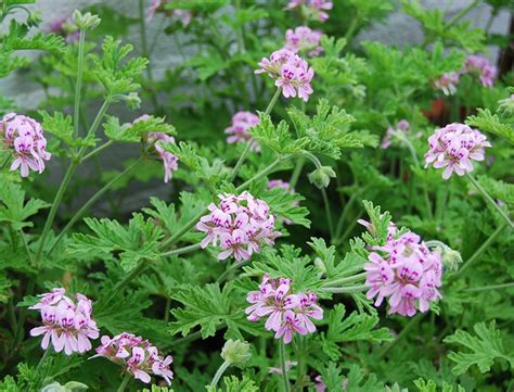 Citronella Plant Guide: How to Grow & Care for “Pelargonium Citrosum”