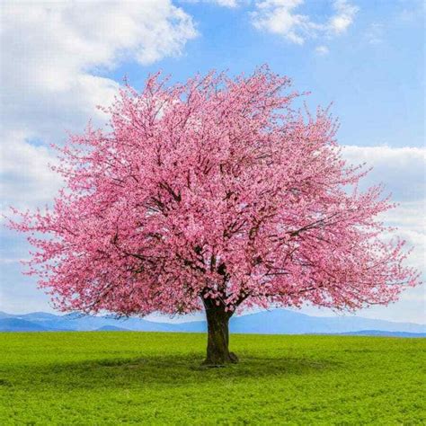 10 Fresh cuttings of Japanese Kwanzan Cherry Blossom Tree, 6-8", no ...