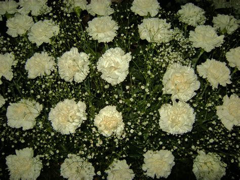 Flores Naturales: Claveles blancos