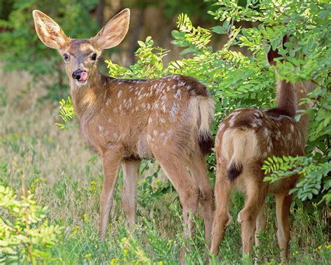 Mule Deer Fawns Photograph by Lowell Monke - Pixels