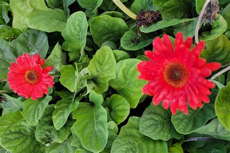 Gerbera Daisy Colors and Arrangements | Perennial Masters