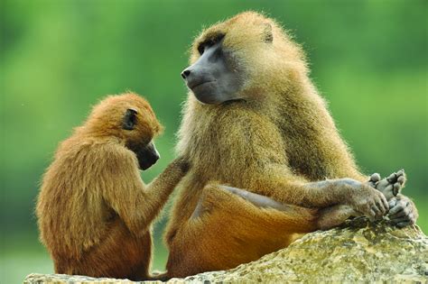 Babouin de Guinée | Réserve zoologique de la Haute-Touche