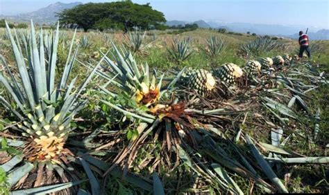 How Tequila Is Made: From Agave Field to Your Glass – Familia Kitchen