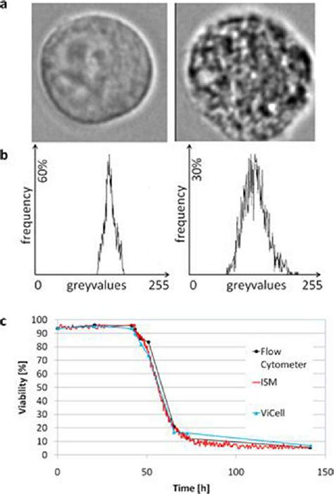 a: In situ micrographs of hybridoma cells. Left: Typical portrait taken ...