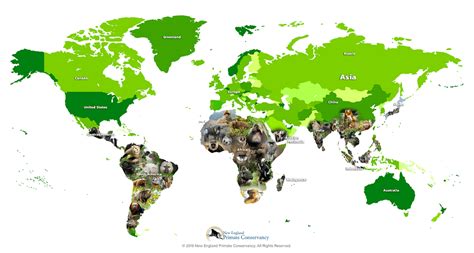 Primate Facts | New England Primate Conservancy