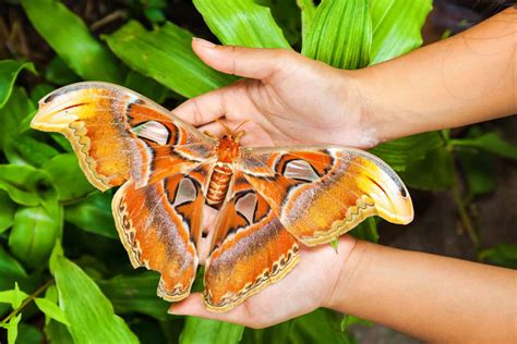 Meet The 10 Cutest Moths In The World - A-Z Animals