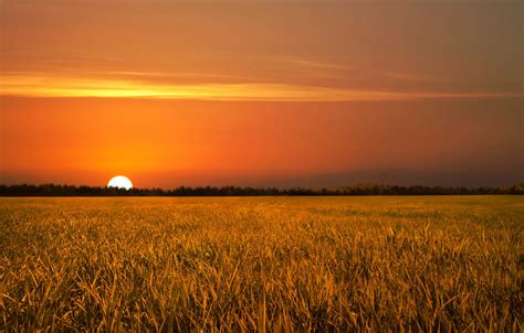 Wallpaper field, sunset, nature, golden, field, nature, Sunset images ...