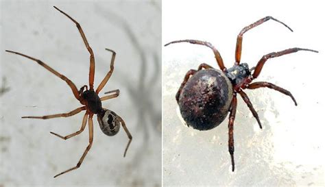 Spiders That Look Like Black Widows