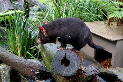 Origin of Tasmanian Devil Facial Tumor Found - Green Living